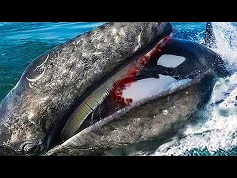 Times Sea Animals Messed With The Wrong Opponent !