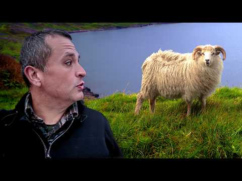 Why Sheep Have Taken Over Iceland