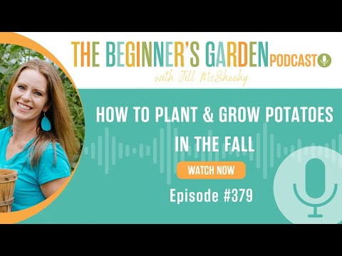 Planting & Growing Fall Potatoes