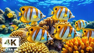 4K Underwater Paradise 🐠 Tropical Fish, Vibrant Coral Reefs & Jellyfish | Soothing Music for Sleep