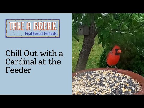 Beautiful Cardinal Visits the Feeder