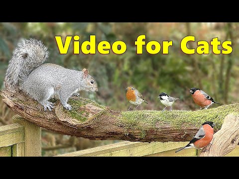 Videos for Cats to Watch Birds and Squirrels / Cat TV Delight