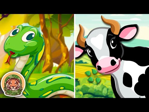 Learn About Animals That Have Cool Spots & Patterns! | Animal Songs For Kids | KLT WILD