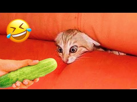 Funniest Animals 😄 New Funny Cats and Dogs Videos 😹🐶 - Ep.14