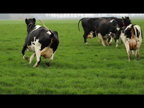 Grass Fed Cows Pasture Raised Cows • Happy Cow Video