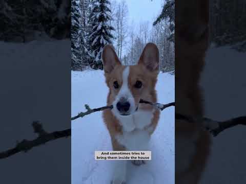 Stickety sticks! #shorts - Topi the Corgi