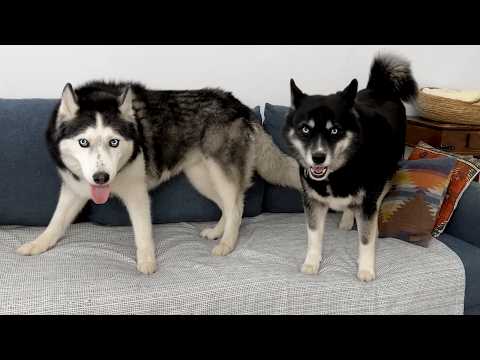 Young Husky Forbids Adult Dogs From Playing At Home!