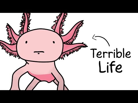 Why It Sucks to Be Born as an Axolotl