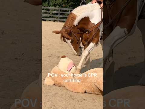 CPR certified horse #horse #horses #equestrian