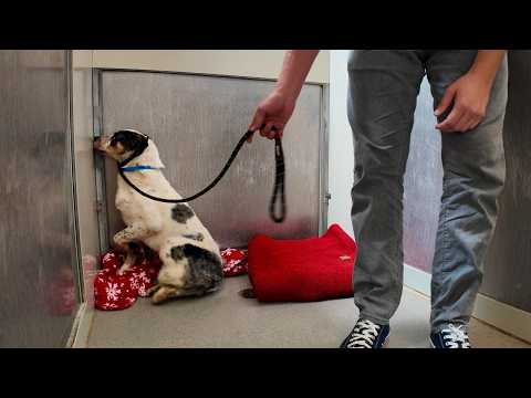 Watch the Moment Shut Down Shelter Dog leaves his Corner 🥹