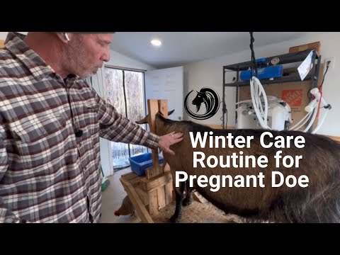 Winter Care Routine Pregnant Doe