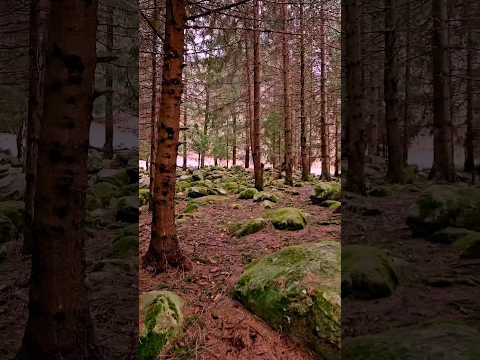 Primăvara în pădure #romania #primavara #mountains #spring #forest #romaniamagica #song #brandonlake