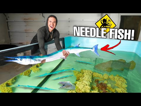 Catching TONS of Giant NEEDLE FISH To Stock My SALTWATER POND!