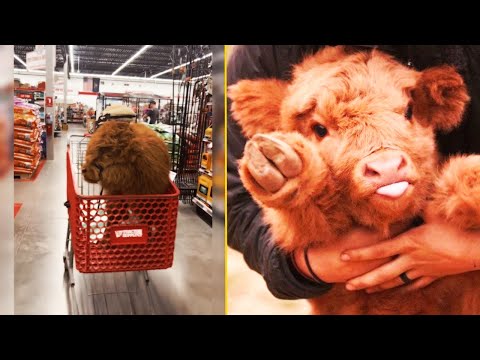 Can a Highland Cow be a pet?