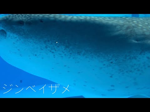 【思い出ータ】水族館の生き物！