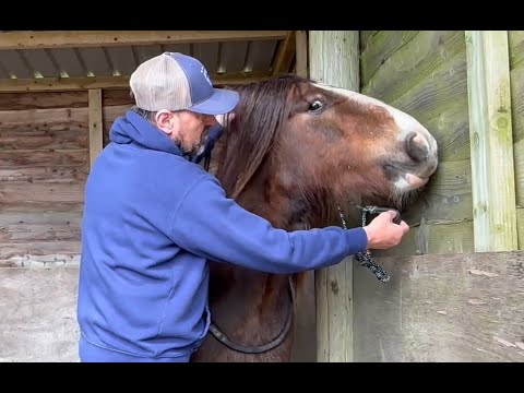 Troubled rescue pony is terrified of new people! Can he be trimmed!?