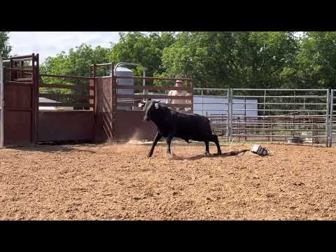 CO 18L - Yearling Bull