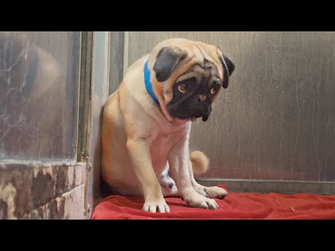 Watch the moment I carry this TERRIFIED PUG out of his kennel 😟