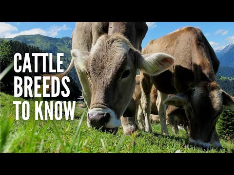 Types of Cows: 20 Different Cow Breeds You Should Know