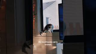 #funnyvideo #funnycats #catvideos #catshorts #spendthedaywithme #falldayinmylife