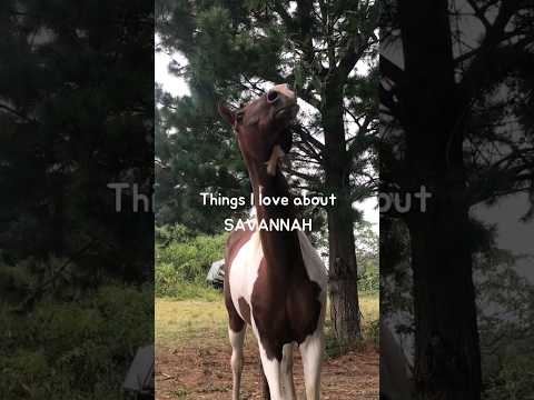 Do you have a heart horse? 🐴❤️