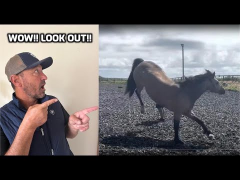 3 year old horse is becoming dangerous!