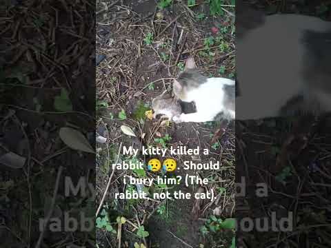 My Kitty Killed A Poor Rabbit 😥 💔...... #sad #animals #cat #cats