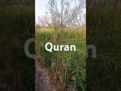 surah furqan |with Urdu translation |#alquran#viral short