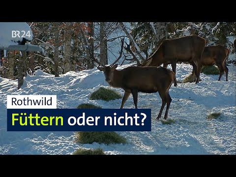 Streit um Wildfütterung: Was ist gut für Wald und Wild? | Abendschau | BR24