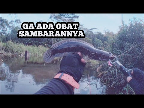 GA ADA OBAT SAMBARANNYA || MANCING IKAN BESAR || CASTING IKAN KIHUNG || SHIMANO CURADO DC #034