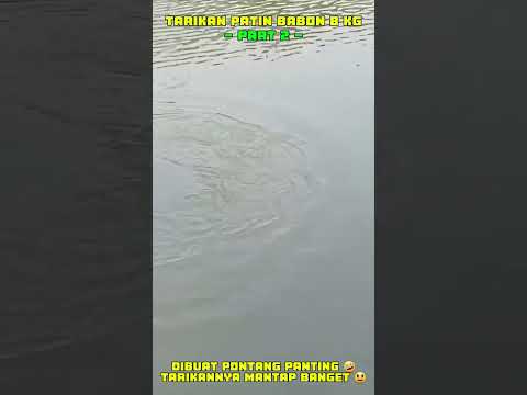 TARIKAN PATIN BABON 8 KG - PART 2 | PEMANCINGAN EMA TANGERANG