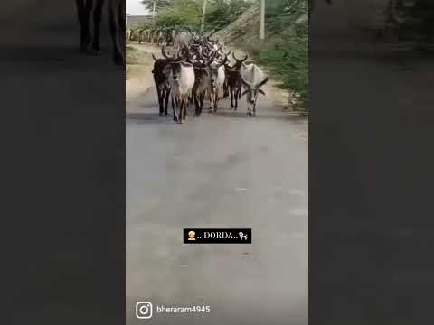 Kankrej Cow Marwad Dorda Rj