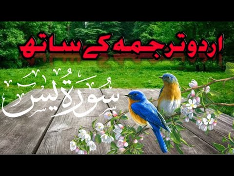 Surah Yaseen with Urdu Translation | Quran Tilawat Tarjuma | Qari Abdul wahab chang