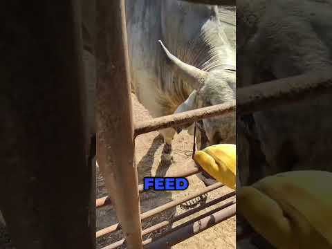 Feeding Walter The Bull this morning!