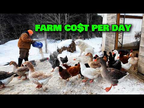 The TRUE Cost Of Feeding 100+ Farm Animals Each Day