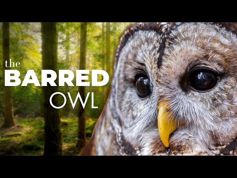 Crazy Sounds, Heartfelt Eyes and Everything in-between | The Barred Owl