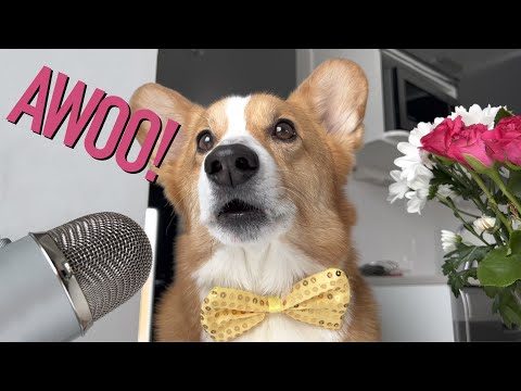 HOWLING SERENADE - Topi the Corgi