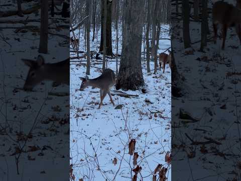 Deers came to get some lunch surah Rahman  mishary al afasy #beautiful #day #deer #quran #recitation