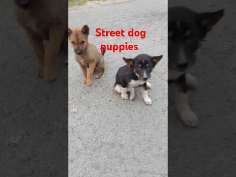 Street dog puppies voice