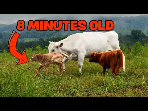 Newborn Calves are Magical