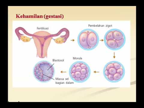 Powerpoin Biologi-PPT09BAB 10 SISTEM REPRODUKSI