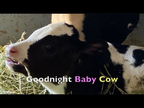 SHORT SLEEP VIDEO FOR BABIES and TODDLERS - Goodnight Baby Cow