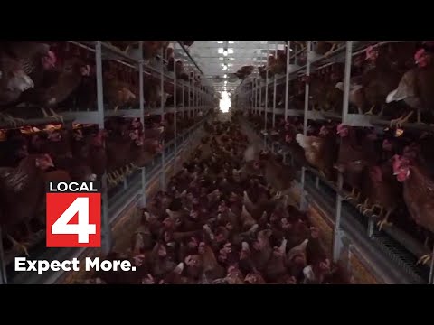 University of Michigan poll says 41% parents want more action on Bird Flu