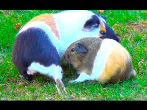 Guinea Pigs Make Circles