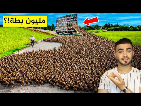 تربية البط في الصين بطريقة غريبة جداً 🦆الهجوم على حقول الأرز😱مليون بطة