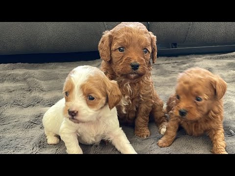 Puppy Pick Live! Mickey’s Petite Mini Goldendoodle Puppies