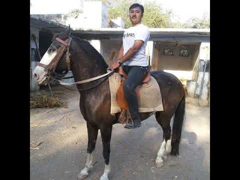 Nasir Hussain Horse Rider Live Stream