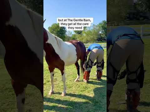 Why do we trim horse and cow hooves?