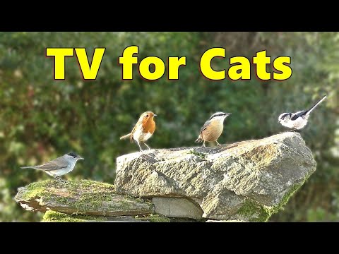 Cat TV for Cats to Watch ~ Lovely Birds for Cats to Watch on TV