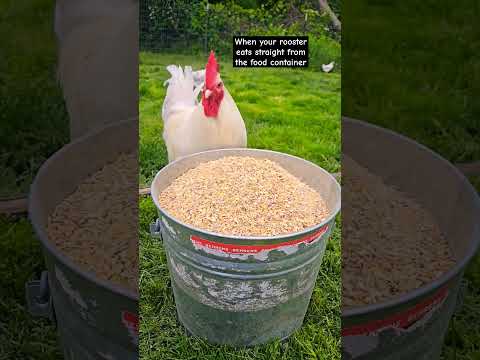 Rooster Tries To Eat ALL The Food